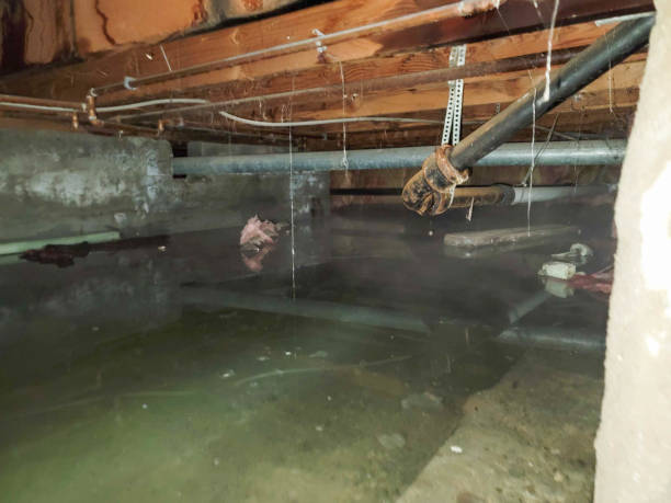 Best Water damage cleanup near me  in San Diego Country Estates, CA